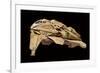 Kazon Fighter Model, Used in the First Season of 'Star Trek: Voyager', C.1995-null-Framed Giclee Print