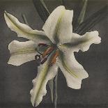 Lily, 1896-Kazumasa Ogawa-Framed Giclee Print