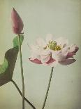 Lotus, 1896-Kazumasa Ogawa-Framed Giclee Print