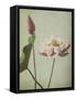 Framed Canvas