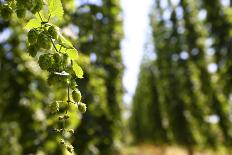 Cultivation of Hops-kb-photodesign-Photographic Print