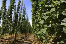 Cultivation of Hops-kb-photodesign-Photographic Print