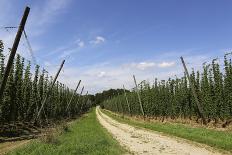 Cultivation of Hops-kb-photodesign-Photographic Print