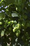 Cultivation of Hops-kb-photodesign-Photographic Print