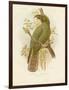 Kea, 1891-Gracius Broinowski-Framed Giclee Print