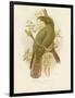 Kea, 1891-Gracius Broinowski-Framed Giclee Print