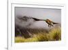 Kea Bird New Zealand-BenediktZoller-Framed Photographic Print