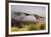 Kea Bird New Zealand-BenediktZoller-Framed Photographic Print