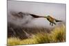 Kea Bird New Zealand-BenediktZoller-Mounted Photographic Print