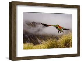 Kea Bird New Zealand-BenediktZoller-Framed Photographic Print