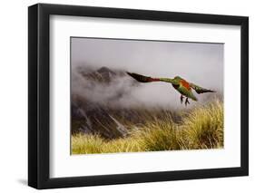 Kea Bird New Zealand-BenediktZoller-Framed Photographic Print