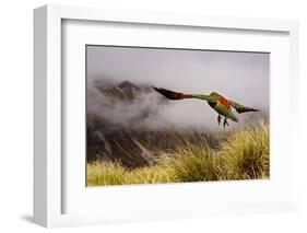 Kea Bird New Zealand-BenediktZoller-Framed Photographic Print