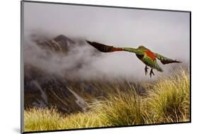 Kea Bird New Zealand-BenediktZoller-Mounted Photographic Print