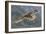 Kea juvenile in flight. Arthur's Pass National Park, South Island, New Zealand-Andy Trowbridge-Framed Photographic Print