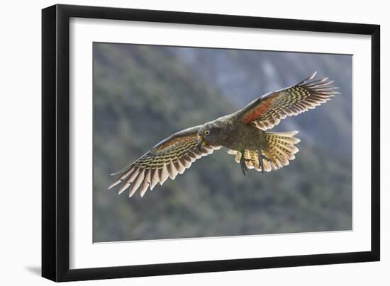 Kea juvenile in flight. Arthur's Pass National Park, South Island, New Zealand-Andy Trowbridge-Framed Photographic Print