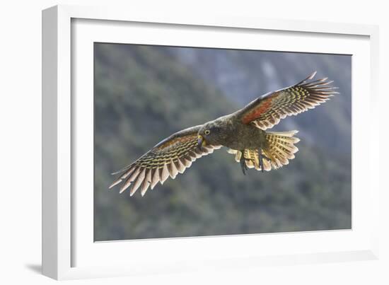 Kea juvenile in flight. Arthur's Pass National Park, South Island, New Zealand-Andy Trowbridge-Framed Photographic Print