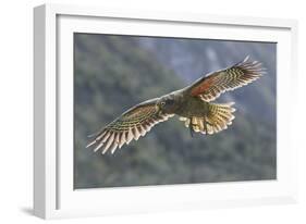 Kea juvenile in flight. Arthur's Pass National Park, South Island, New Zealand-Andy Trowbridge-Framed Photographic Print