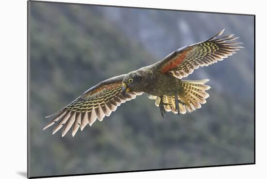 Kea juvenile in flight. Arthur's Pass National Park, South Island, New Zealand-Andy Trowbridge-Mounted Photographic Print