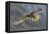 Kea juvenile in flight. Arthur's Pass National Park, South Island, New Zealand-Andy Trowbridge-Framed Stretched Canvas
