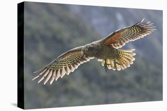 Kea juvenile in flight. Arthur's Pass National Park, South Island, New Zealand-Andy Trowbridge-Stretched Canvas