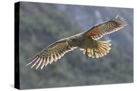 Kea juvenile in flight. Arthur's Pass National Park, South Island, New Zealand-Andy Trowbridge-Stretched Canvas