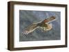 Kea juvenile in flight. Arthur's Pass National Park, South Island, New Zealand-Andy Trowbridge-Framed Photographic Print