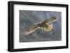 Kea juvenile in flight. Arthur's Pass National Park, South Island, New Zealand-Andy Trowbridge-Framed Photographic Print