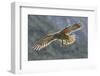 Kea juvenile in flight. Arthur's Pass National Park, South Island, New Zealand-Andy Trowbridge-Framed Photographic Print