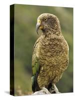 Kea (Nestor Notabilis), Arthur's Pass, Canterbury High Country, South Island, New Zealand, Pacific-Jochen Schlenker-Stretched Canvas