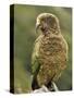 Kea (Nestor Notabilis), Arthur's Pass, Canterbury High Country, South Island, New Zealand, Pacific-Jochen Schlenker-Stretched Canvas