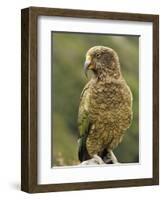 Kea (Nestor Notabilis), Arthur's Pass, Canterbury High Country, South Island, New Zealand, Pacific-Jochen Schlenker-Framed Photographic Print