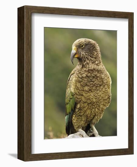 Kea (Nestor Notabilis), Arthur's Pass, Canterbury High Country, South Island, New Zealand, Pacific-Jochen Schlenker-Framed Photographic Print