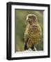 Kea (Nestor Notabilis), Arthur's Pass, Canterbury High Country, South Island, New Zealand, Pacific-Jochen Schlenker-Framed Photographic Print