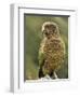 Kea (Nestor Notabilis), Arthur's Pass, Canterbury High Country, South Island, New Zealand, Pacific-Jochen Schlenker-Framed Photographic Print