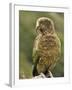 Kea (Nestor Notabilis), Arthur's Pass, Canterbury High Country, South Island, New Zealand, Pacific-Jochen Schlenker-Framed Photographic Print