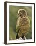 Kea (Nestor Notabilis), Arthur's Pass, Canterbury High Country, South Island, New Zealand, Pacific-Jochen Schlenker-Framed Photographic Print