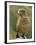 Kea (Nestor Notabilis), Arthur's Pass, Canterbury High Country, South Island, New Zealand, Pacific-Jochen Schlenker-Framed Photographic Print