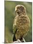 Kea (Nestor Notabilis), Arthur's Pass, Canterbury High Country, South Island, New Zealand, Pacific-Jochen Schlenker-Mounted Photographic Print