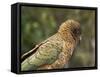 Kea, New Zealand Alpine Parrot, South Island, New Zealand-David Wall-Framed Stretched Canvas