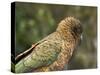 Kea, New Zealand Alpine Parrot, South Island, New Zealand-David Wall-Stretched Canvas