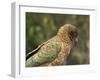 Kea, New Zealand Alpine Parrot, South Island, New Zealand-David Wall-Framed Photographic Print