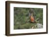 Kea taking flight off rock, New Zealand-Andy Trowbridge-Framed Photographic Print