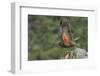 Kea taking flight off rock, New Zealand-Andy Trowbridge-Framed Photographic Print