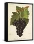 Kechmish Ali Violet Grape-J. Troncy-Framed Stretched Canvas