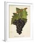 Kechmish Ali Violet Grape-J. Troncy-Framed Giclee Print