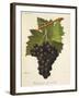 Kechmish Ali Violet Grape-J. Troncy-Framed Giclee Print