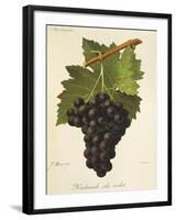 Kechmish Ali Violet Grape-J. Troncy-Framed Giclee Print