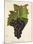 Kechmish Ali Violet Grape-J. Troncy-Mounted Giclee Print