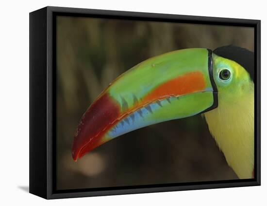 Keel Billed Toucan, Costa Rica-Edwin Giesbers-Framed Stretched Canvas