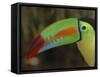 Keel Billed Toucan, Costa Rica-Edwin Giesbers-Framed Stretched Canvas